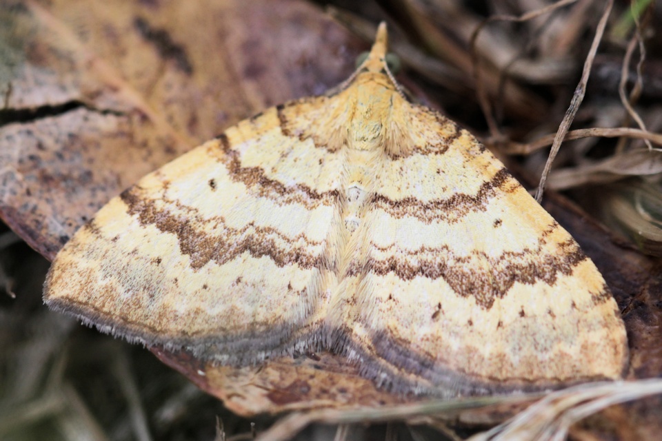 Yellow Carpet Moth (Chrysolarentia correlata)